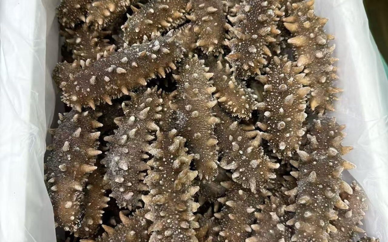 呼和浩特即食海参实拍图